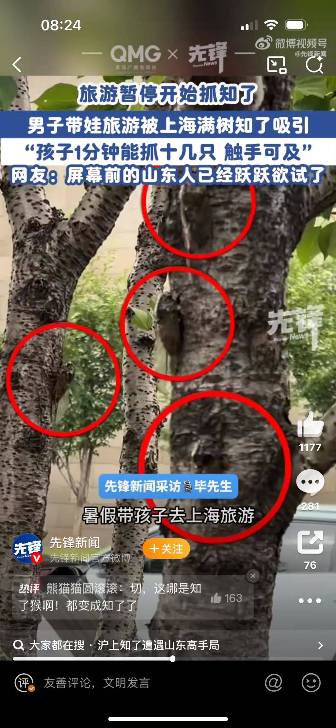 山東父子在上海抓知了降維打擊，“孩子一分鐘徒手抓了十幾只”