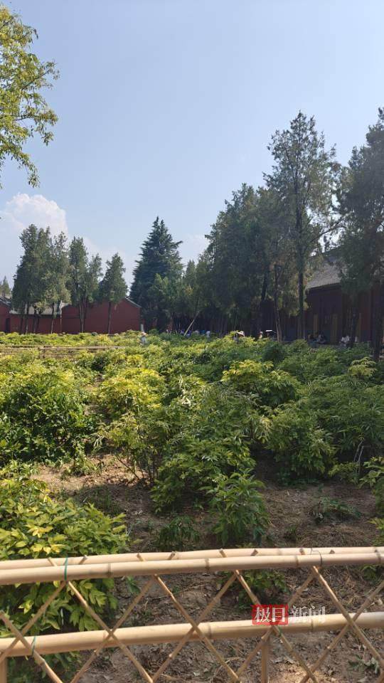 印樂方丈管理下的白馬寺：僧人頂著高溫種地，義工稱寺里秉承農(nóng)禪并重