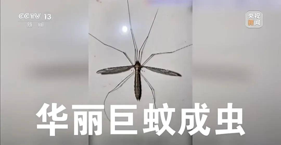 全民滅蚊總動員，大廣東給我們上了一課