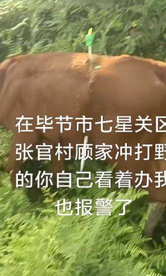貴州畢節(jié)一黃牛被鐵扦射穿身體，主人報警：懷疑有人用無人機狩獵