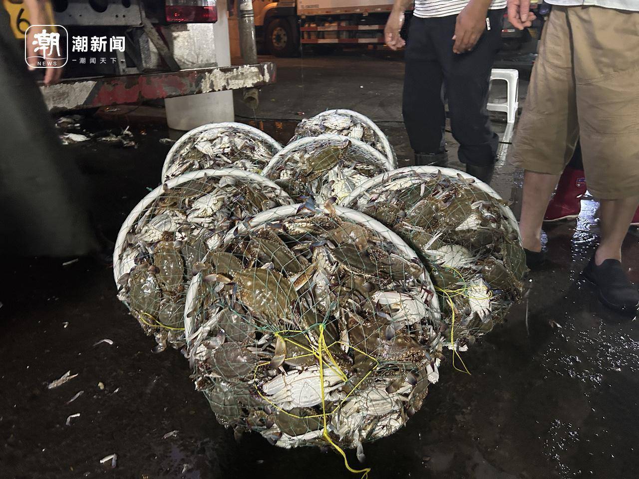起猛了！東海梭子蟹2元/斤，杭州市場到貨量驚人