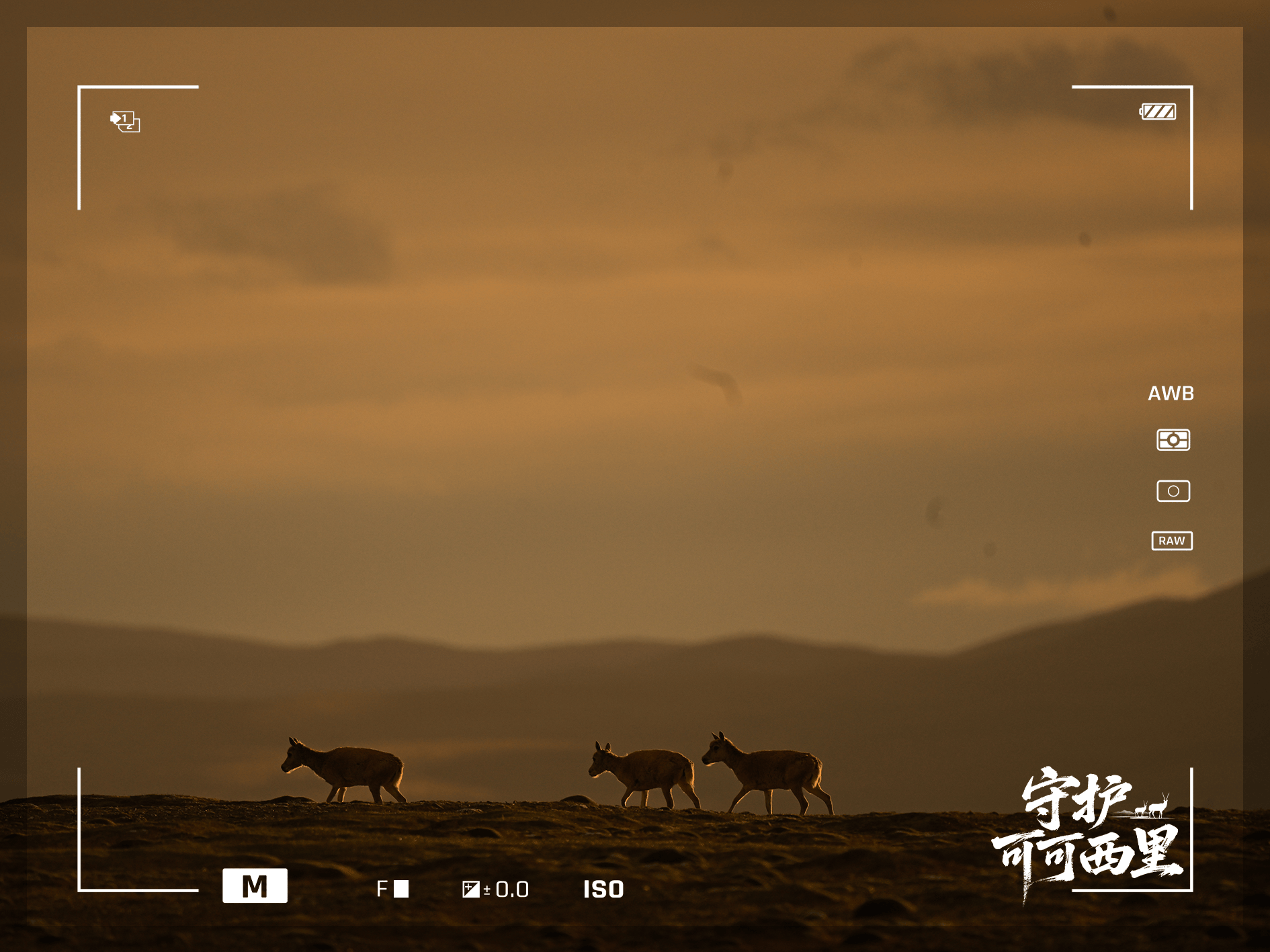 守護可可西里丨藏羚羊產(chǎn)仔，原來還有這么多秘密！