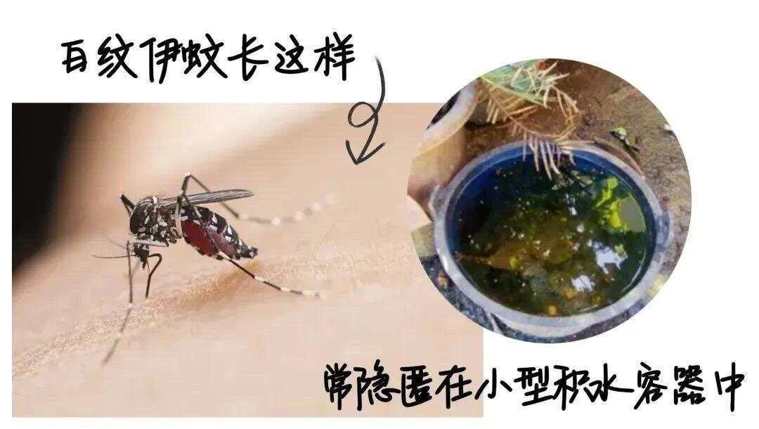 全球“最毒”的蚊子為何批量北上？專家揭示白紋伊蚊北遷禍因及防蚊絕招