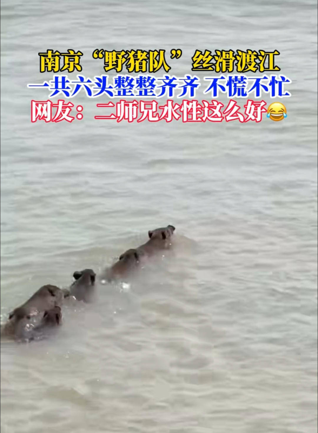 南京六頭野豬組隊(duì)渡長江，網(wǎng)友：天蓬元帥天上管水軍的