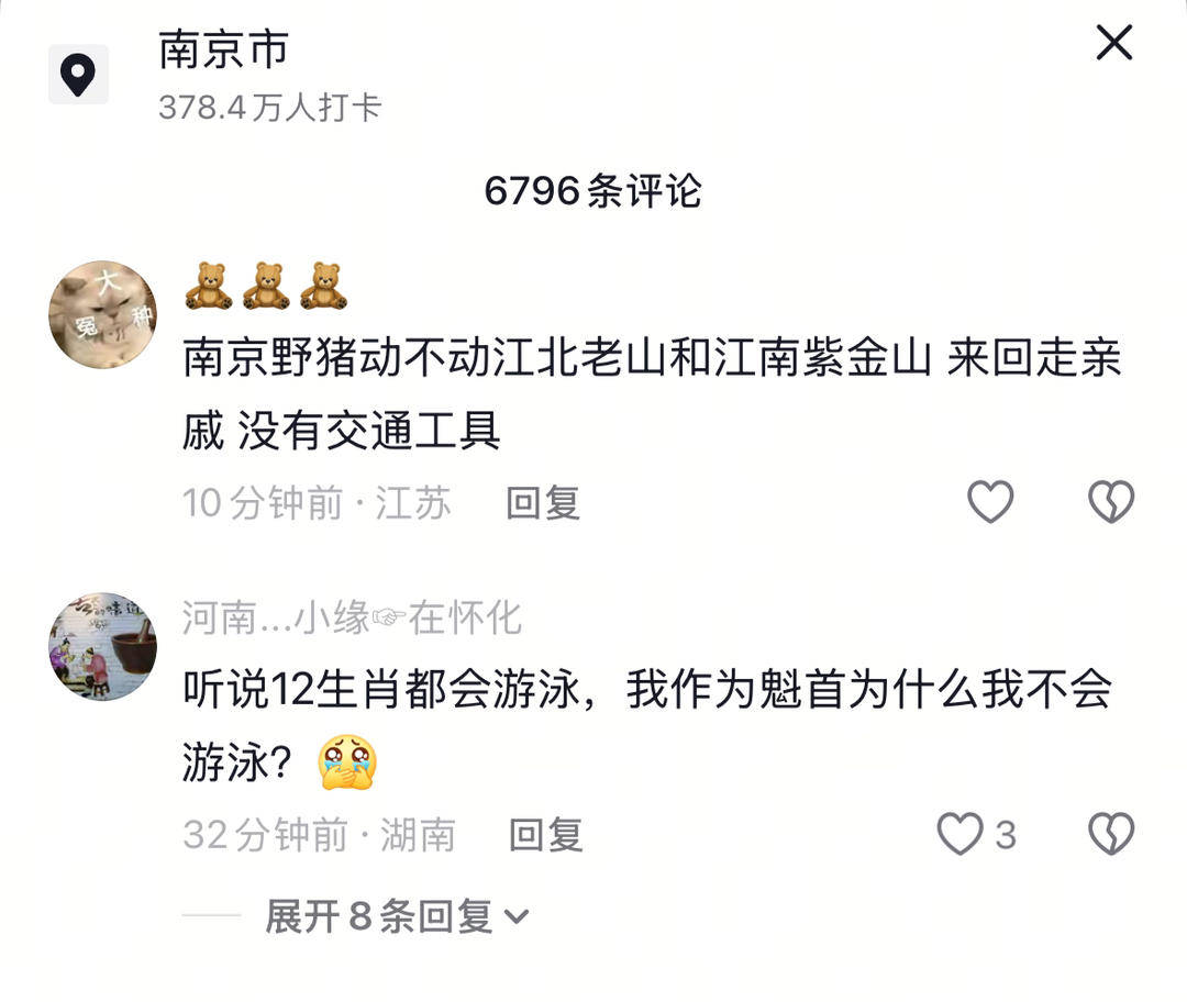 南京六頭野豬組隊(duì)渡長江，網(wǎng)友：天蓬元帥天上管水軍的