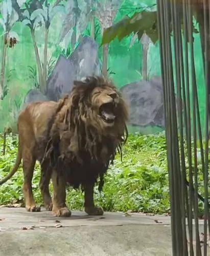 貴陽一動物園獅子不愛洗澡，酷似“乞丐”，園方：身體狀況良好，后續(xù)會想辦法解決