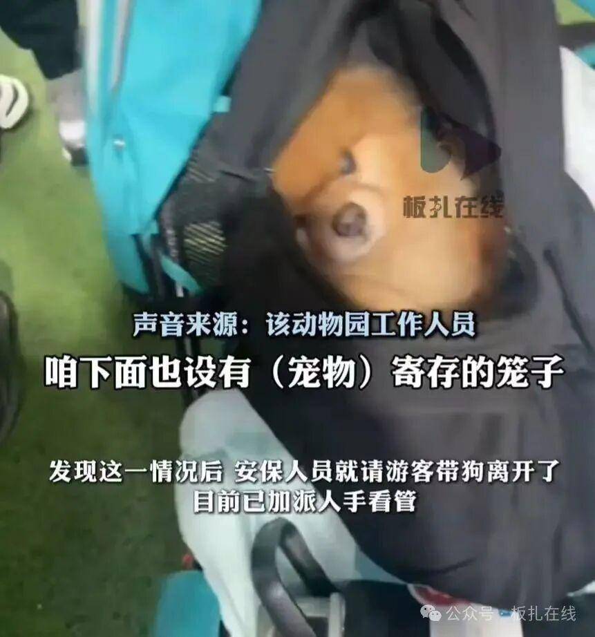 游客帶寵物狗進(jìn)熊貓館？園方：放包里偷帶進(jìn)去的，已加強(qiáng)管理