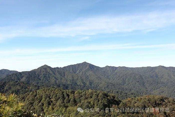 云南哀牢山新規(guī)出臺(tái)：禁止任何單位和個(gè)人擅入哀牢山自然保護(hù)區(qū)，從事科研活動(dòng)須報(bào)批