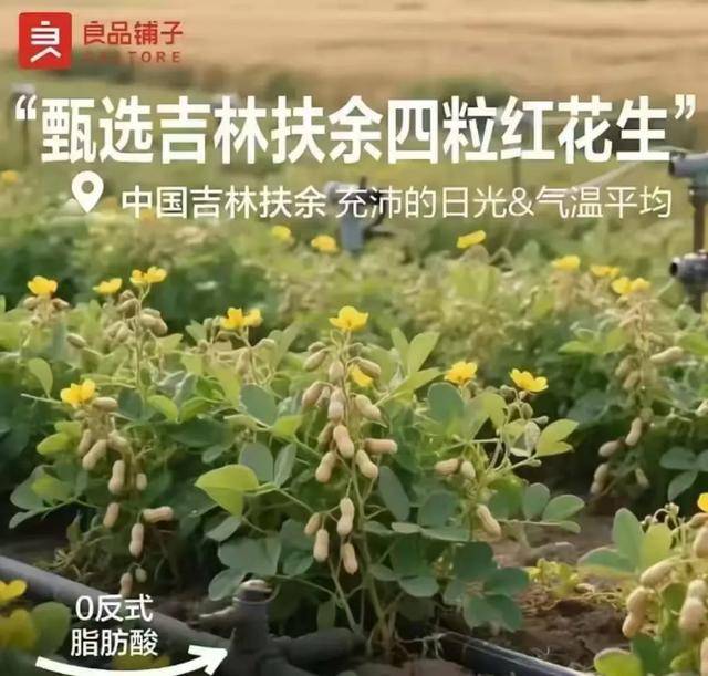 “花生上樹”鬧?。篈I翻車背后，我們都在弄丟常識？
